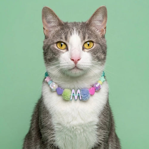 Collar Para Mascota Aguamarina