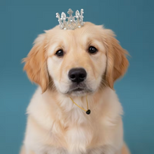 Coronita Plateada Para Perro o Gato