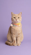 Collar Para Mascota Arcoiris Tejido