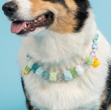 Collar Para Mascota Verde Agua