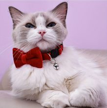 Collares con moño para gato